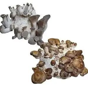 Pilzkultur hawlik pilzbrut das original bio edel pilz mix