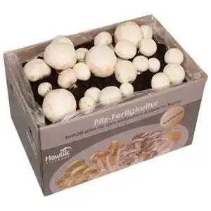 Pilzkultur hawlik pilzbrut das original weisse champignon