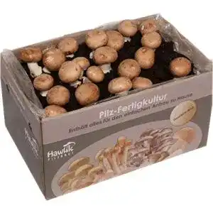 Pilzkultur hawlik pilzbrut kleine steinchampignon