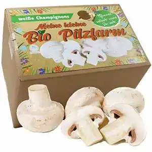 Pilzkultur pilzmaennchen bio champignon komplettset 5kg pilze
