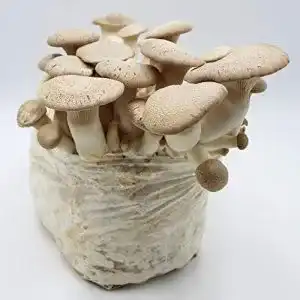 Pilzkultur pilzmaennchen bio kraeuterseitling pilzzuchtkultur klein