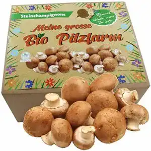 Pilzkultur pilzmaennchen xxl bio steinchampignon 10 kg
