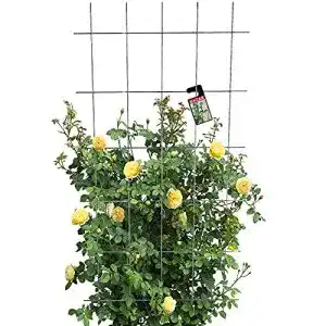 Rankgitter metall kadax rankgitter gitterspalier fuer garten