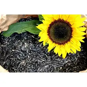 Vogelfutter futterbauer sonnenblumenkerne schwarz 25 kg neue ernte
