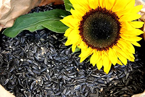 Vogelfutter Futterbauer Sonnenblumenkerne Schwarz 25 Kg Neue Ernte
