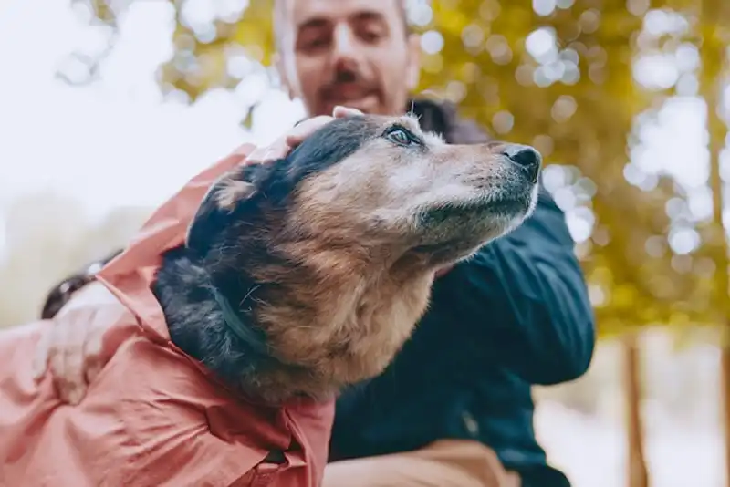 Schwimmweste für Hunde_4