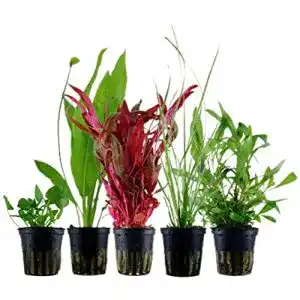 Aquarium pflanzen aquaone 5x wasserpflanzen 1
