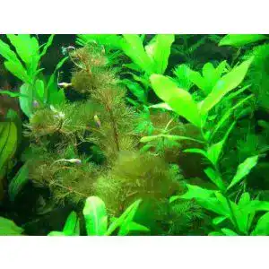 Aquarium pflanzen aquariumpflanzen net anti algen set