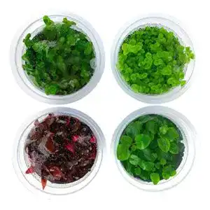 Aquarium pflanzen greenscaping in vitro 4er pflanzen set