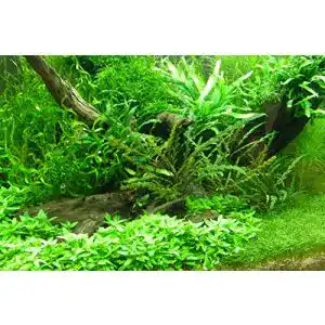 Aquarium pflanzen muehlan wasserpflanzen