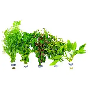 Aquarium pflanzen waterplants aquariumpflanzen set 5 xxl bunde