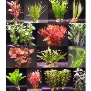 Aquarium pflanzen wfw wasserflora 10 bunde