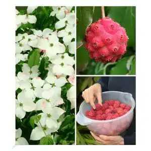 Blumen hartriegel baldur garten japanischer 1 pflanze