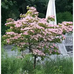 Blumen hartriegel baumschule chinesischer blumenhartriegel