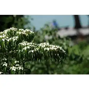 Blumen hartriegel baumschule gold chinesischer cornus kousa