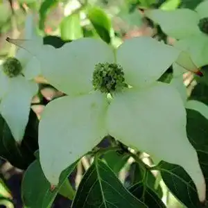 Blumen hartriegel baumschule plantapro chinesischer