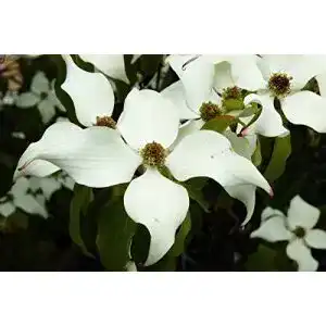 Blumen hartriegel floranza de chinesischer blumenhartriegel