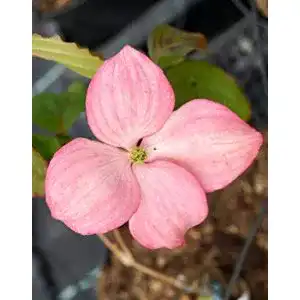 Blumen hartriegel floranza de japanischer satomi cornus kousa