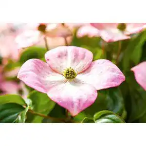 Blumen hartriegel plantapro chinesicher cornus kousa chinensis
