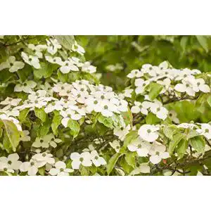 Blumen hartriegel plantapro cornus kousa 5 l 60 80 japanischer
