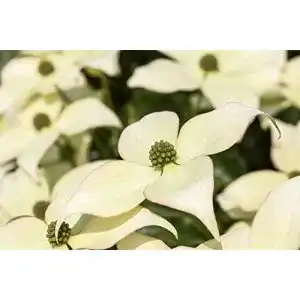 Blumen hartriegel plantapro cornus kousa chinensis