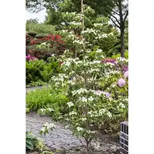 Blumen hartriegel plantapro japanischer blumen hartriegel cornus