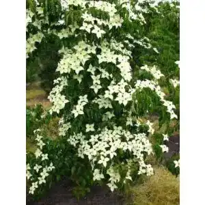 Blumen hartriegel plantenwelt blumenhartriegel cornus kousa