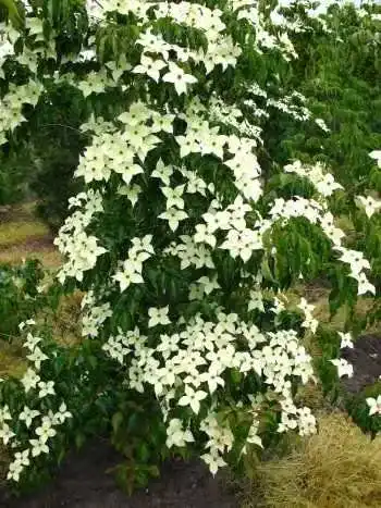 Blumenhartriegel Cornus kousa im 5 Liter Pflanzcontainer
