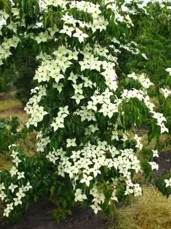 Blumenhartriegel Cornus kousa im 5 Liter Pflanzcontainer