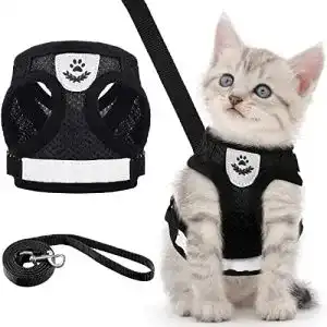 Katzengeschirr Kitten