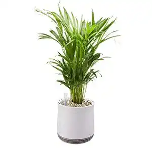 Luftreinigende pflanzen airy pot m mit goldfruchtpalme