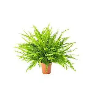 Luftreinigende pflanzen airy schwertfarn nephrolepis exaltata