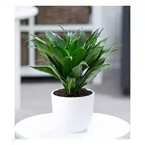 Luftreinigende pflanzen baldur garten dracena compacta