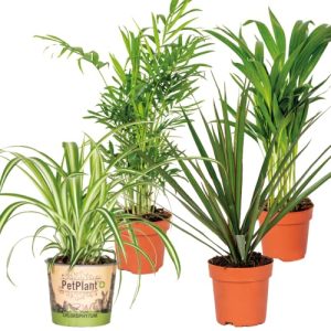 Luftreinigende Pflanzen