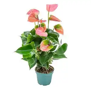 Luftreinigende pflanzen bloomique anthurium aristo pink