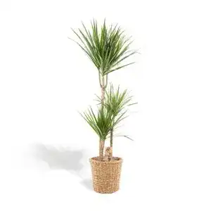 Luftreinigende pflanzen hello plants xxl dracaena marginata