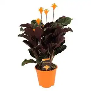 Luftreinigende pflanzen plant in a box calathea crocata