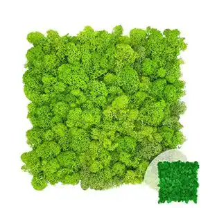 Moosbild gjs moosmatte moosplatte 25x25cm
