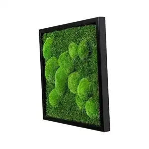 Moosbild moos design pflanzenbild mit flachmoos u kugelmoos