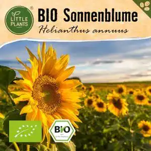 Sonnenblumen samen little plants bio sonnenblumen samen