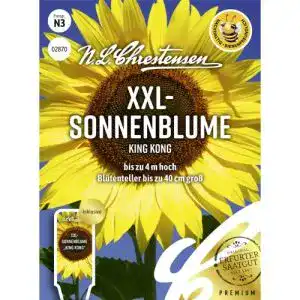 Sonnenblumen samen n l chrestensen xxl king kong samen