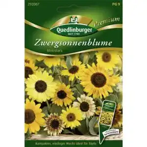 Sonnenblumen samen quedlinburger zwergsonnenblumen