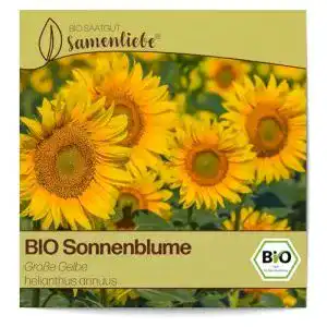 Sonnenblumen samen samenliebe bio sonnenblume samen