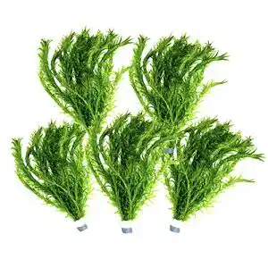 Wasserpest waterplants 5 bund teich pflanze wasserpflanze