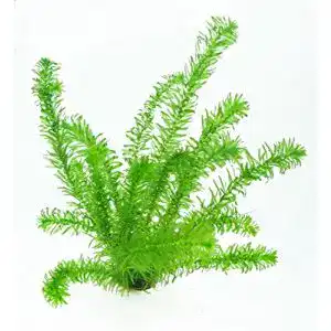 Wasserpest wfw wasserflora 1 topf egeria densa winterharte
