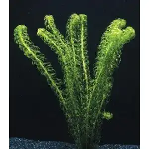 Wasserpest wfw wasserflora kanadische elodea canadensis