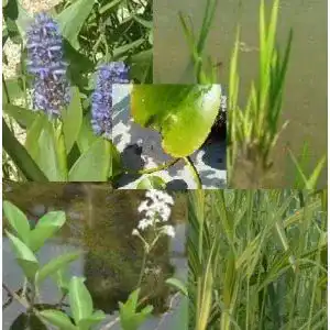 Wasserpflanze