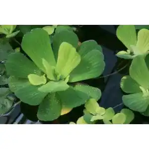 Wasserpflanze muehlan wasserpflanzen 3 grosse muschelblumen