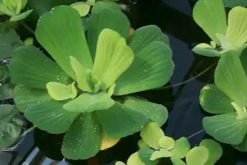 Wasserpflanze Mühlan – 3 große Muschelblumen für den Gartenteich