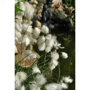 Wasserpflanze plantapro eriophorum angustifolium p 05